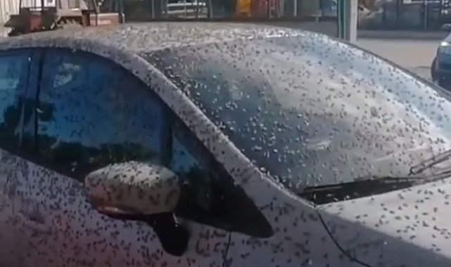 Kelebekler o ilçeyi istila etti