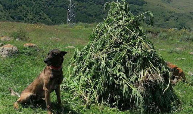 Kendiliğinden yetişen 3 bin 735 kök kenevir imha edildi