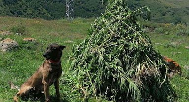 Kendiliğinden yetişen 3 bin 735 kök kenevir imha edildi