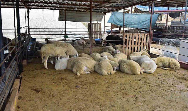 Kepez&#039;in kurban pazarları hazır