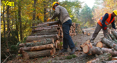 Kestiği ağacın altında yaşamını yitirdi