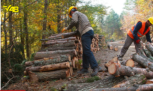Kestiği ağacın altında yaşamını yitirdi
