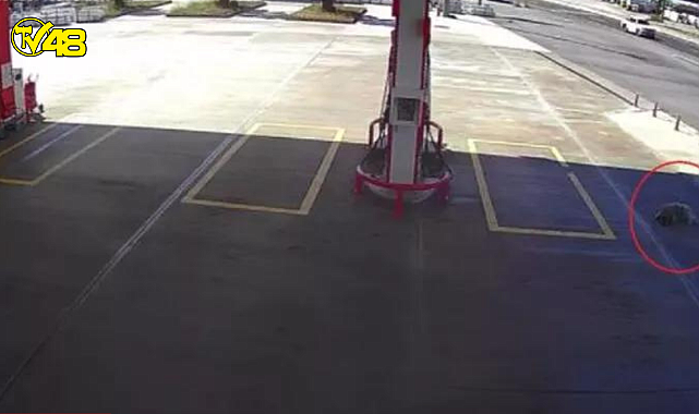 Köpeği ezmek için yolunu değiştirdi, 2 bin TL cezaya çarptırıldı !