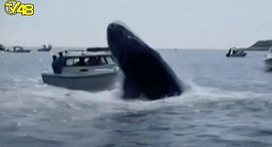 Korku filmi gibi! Kambur balina tekneye böyle çarptı