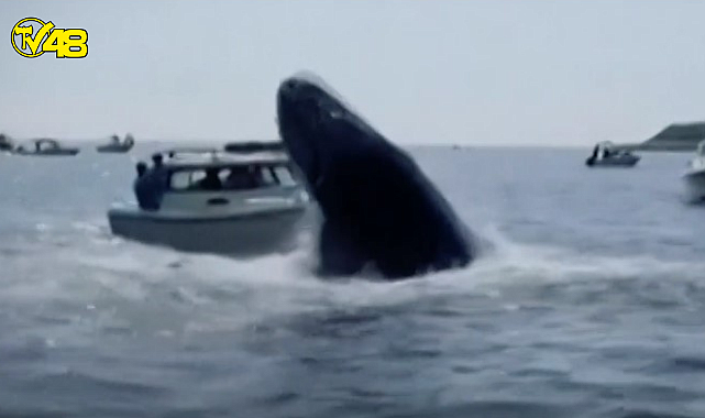 Korku filmi gibi! Kambur balina tekneye böyle çarptı