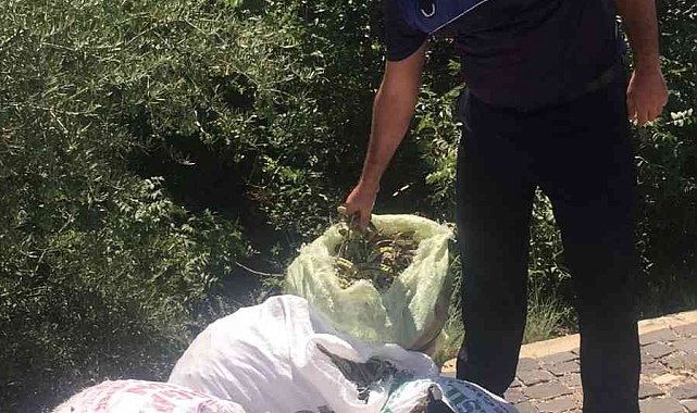 Kozan Kalesi&#039;nde izinsiz harnup toplayanlar güvenliğe yakalandı