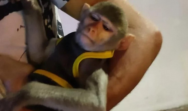 Küçük Maymun üzerinden para kazanmaya çalıştı Yakayı Ele Verdi!