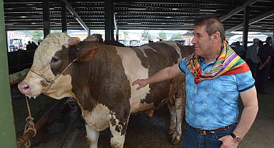 Kurban Bayramı öncesi kurbanlıklar görücüye çıktı