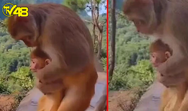 Maymun, can çekişen yavrusunu &quot;heimlich manevrası&quot; uygulayarak kurtardı