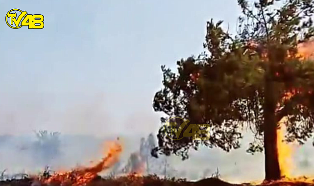 Milas&#039;ta Trafodan Kaynaklı Yangın Yangın Çıktı