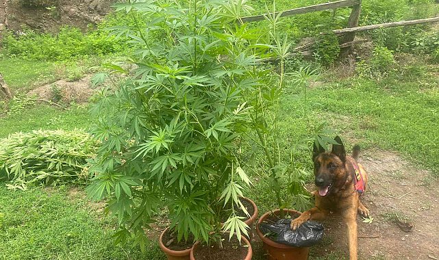 Mısır tarlasında 49 kök kenevir ele geçirildi