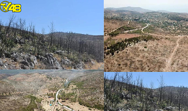 Muğla&#039;da yanan alanlar küllerinden doğuyor
