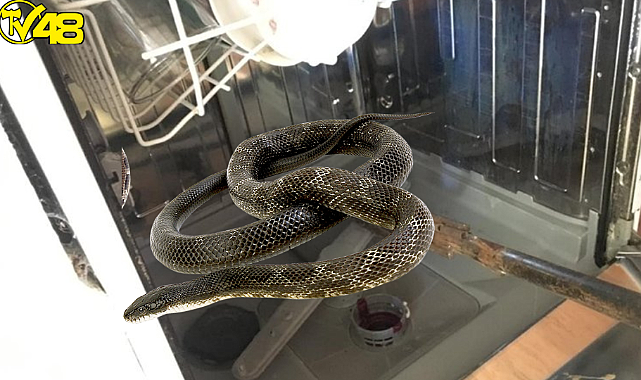 Muğla&#039;da yılan paniği!