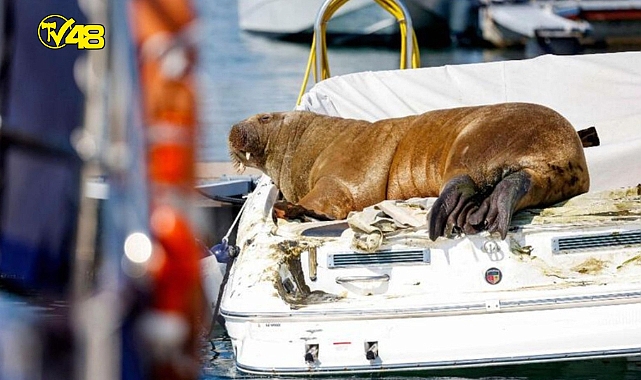Norveç&#039;in tatlı belası Freya: Limanlardaki tekneleri batırıyor!