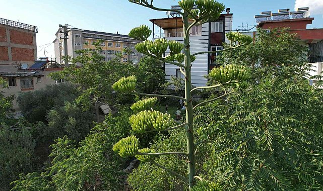 Ömründe bir kere çiçek açan sabır otu Denizli&#039;de ortaya çıktı