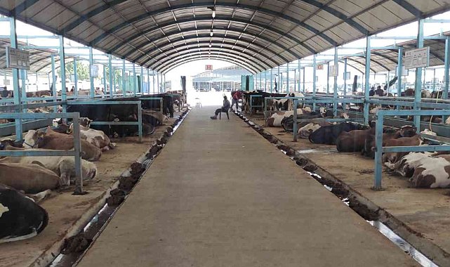 Pazarda kurbanlık var alıcı yok