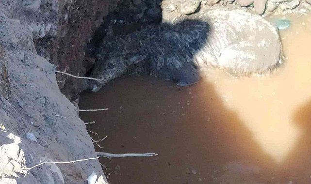 Su dolu çukurda mahsur kalan kurt ve köpeği ekipler kurtardı