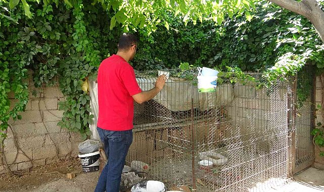 Tavuk hırsızlarının rahat tavrı pes dedirtti: Fark edilince ev sahibine el sallayarak kaçtılar