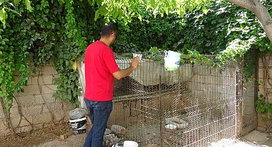 Tavuk hırsızlarının rahat tavrı pes dedirtti: Fark edilince ev sahibine el sallayarak kaçtılar