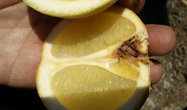 Turunçgillerde Harnup Güvesi&#039;ne dikkat