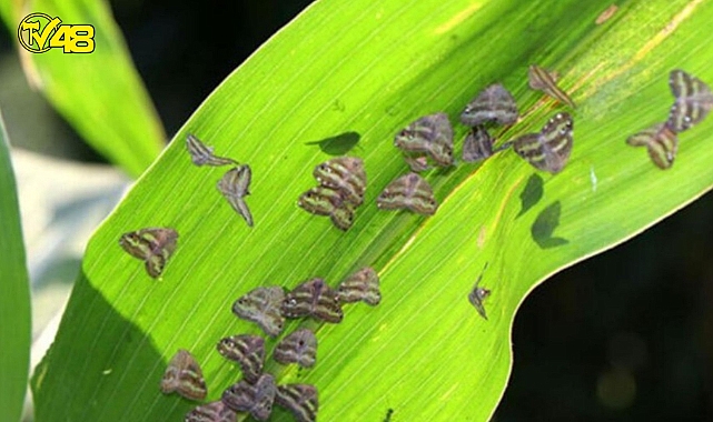 &#039;Vampir kelebek&#039; yeniden İstanbul&#039;da