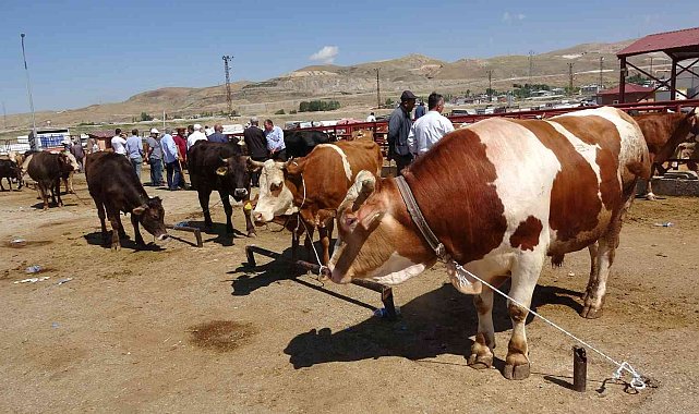 Van&#039;da kurbanlıklar görücüye çıktı