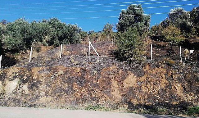 Yangında 100 dönüm arazi zarar gördü