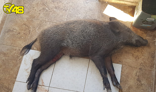 YARALI DOMUZA MİLAS BELEDİYESİ SAHİP ÇIKTI