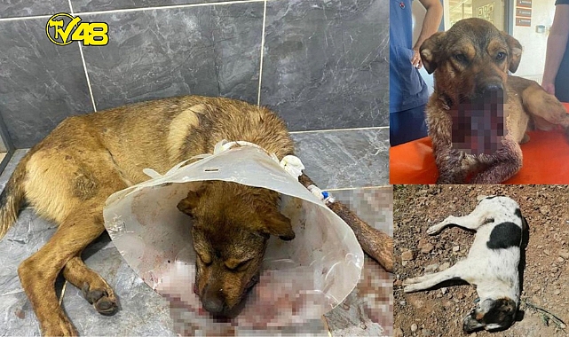 YOK ARTIK! İYİCE İNSANLIKTAN ÇIKTILAR!