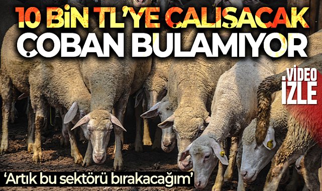 10 bin TL’ye çalışacak çoban bulamıyor