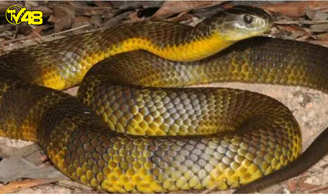 4.57 metrelik yılan sahibinin koynuna girmiş haldeyken vuruldu!