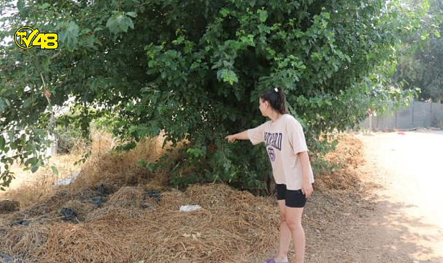 Ağaç altında bulunan bebeği mahalle sakini emzirdi!