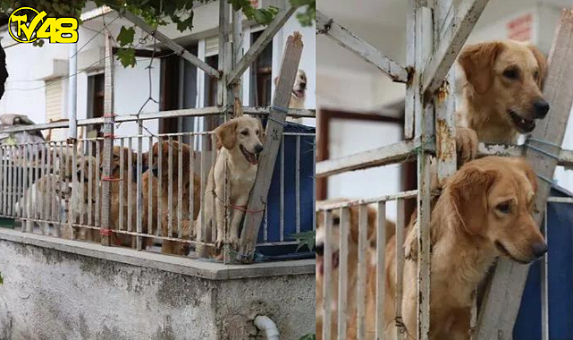 Akıl almaz iddia ‘açlıktan birbirini yediler&#039; 