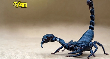 AKREP ZEHRİNİ TOPLAYIP MİLYONLARCA DOLARA SATIYOR!