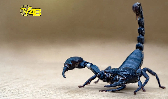 AKREP ZEHRİNİ TOPLAYIP MİLYONLARCA DOLARA SATIYOR!