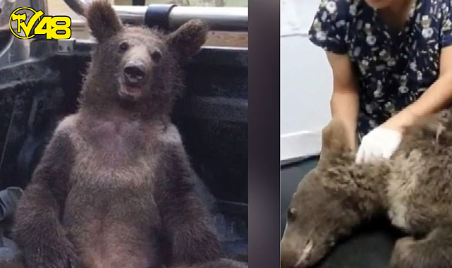 Arıcıların ürettiği acı baldan fazla yiyerek bayılan yavru boz ayının imdadına ekipler yetişti! 