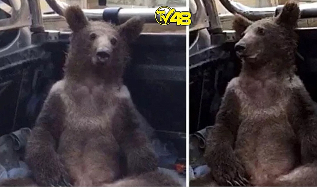 Balkız Dünya Basınında!