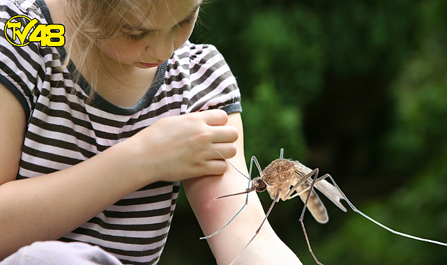 Batı Nil virüsü panik yarattı: 11 ölü, 123 vaka
