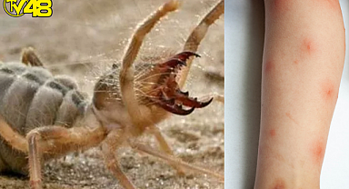 Bodrumlular ''Sarı Kıza'' Dikkat !