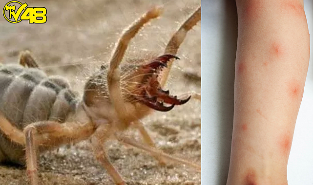 Bodrumlular &#039;&#039;Sarı Kıza&#039;&#039; Dikkat !