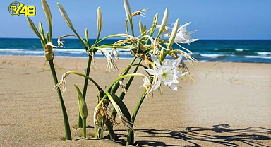 Bu çiçeği kopartmanın cezası dudak uçuklatıyor