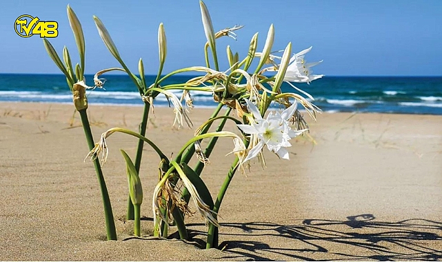 Bu çiçeği kopartmanın cezası dudak uçuklatıyor
