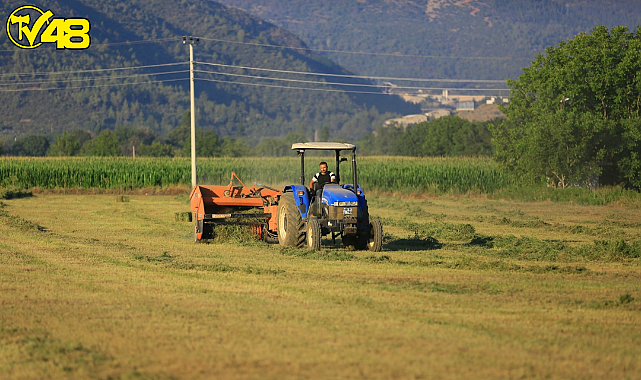 Büyükşehirden Üreticiye Ücretsiz Hayvan Yemi