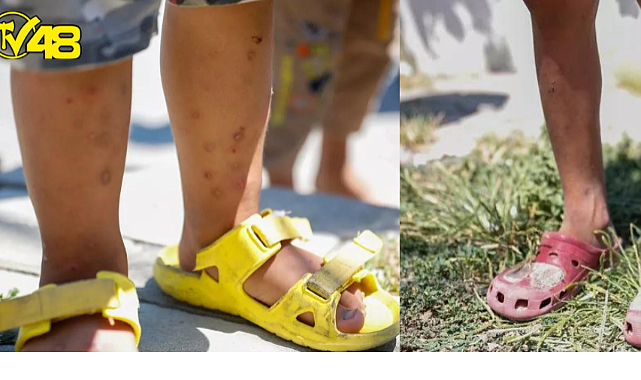 İstanbul&#039;da &#039;Aedes&#039; türü sivrisinek tehdidi!