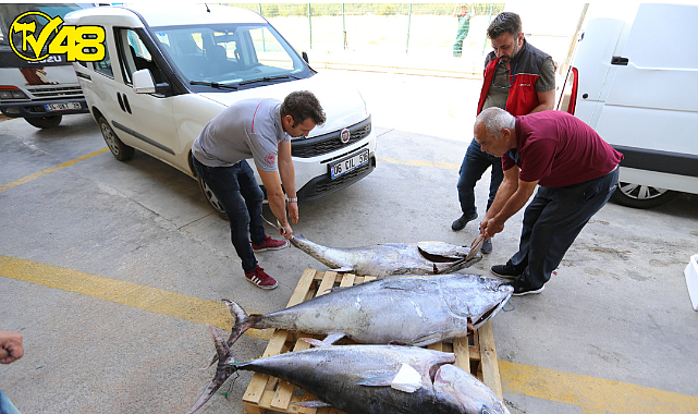 FETHİYE&#039;DE KAÇAK 170 KG MAVİ YÜZGEÇLİ ORKİNOS YAKALANDI