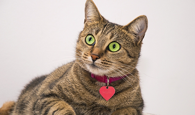 Kedinize Tasma Takmak Onu Öldürebilir!!