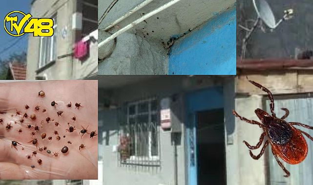 Kene İstilası! Vatandaşlar Panikle Evlerinden Ayrıldı