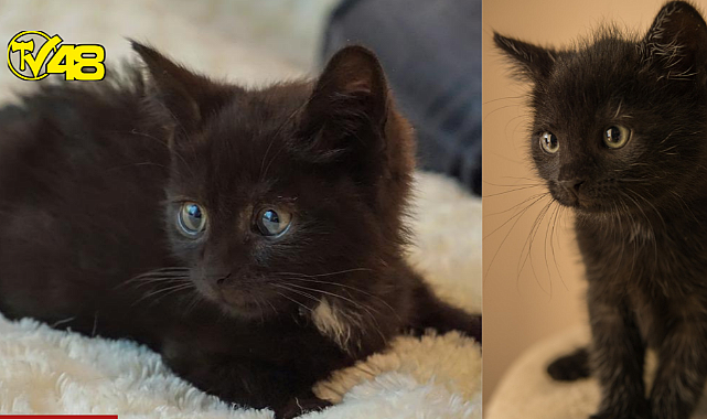 Neden Evcil Hayvanlarımıza &quot;Çocuğum!&quot; Diyecek Kadar Bağlanıyoruz ?