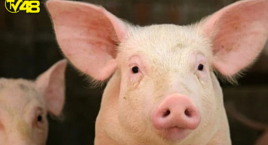 Organ Naklinde Devrim Yaratacak Gelişme