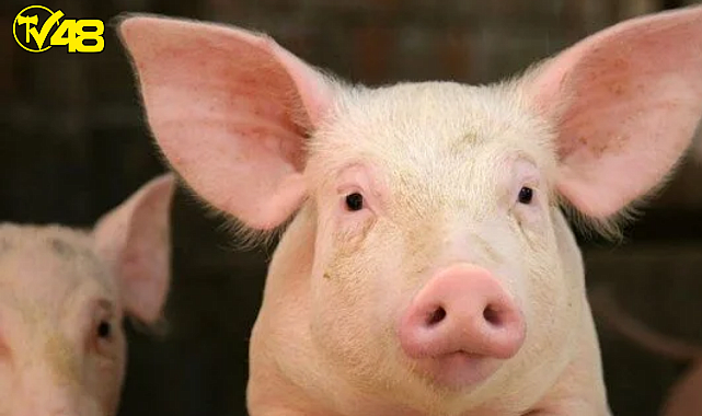 Organ Naklinde Devrim Yaratacak Gelişme